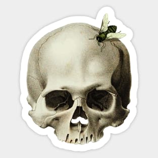 Skull with a fly around Sticker